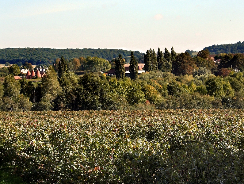 from Nine Ash Lane.jpg